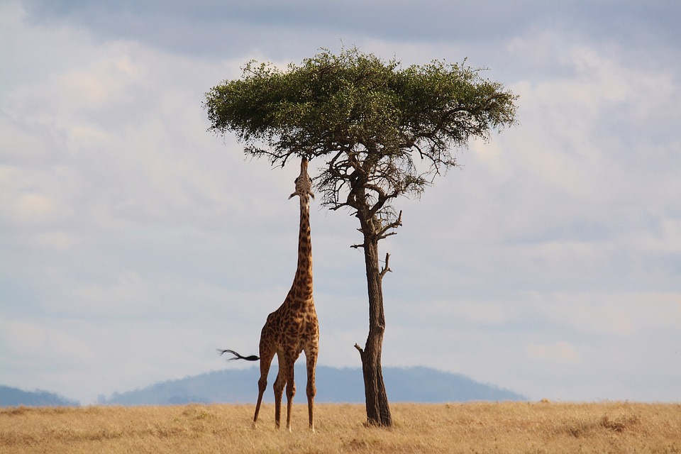 Giraf spiser af træ
